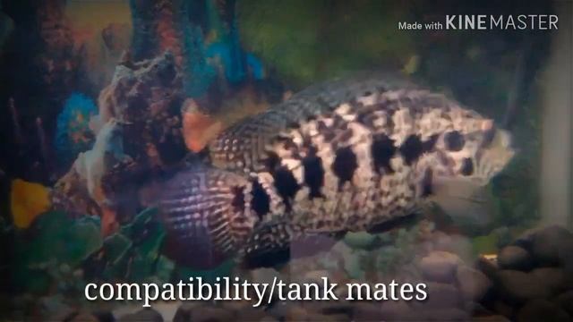 how to care jaguar chiclid!jaguar tank mates