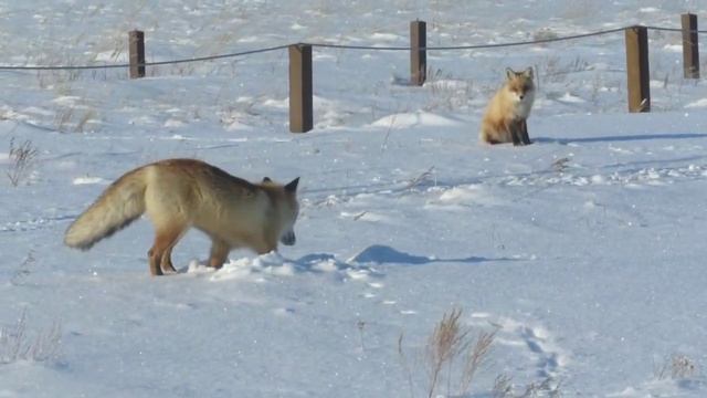 Лис Нахал из оренбургского заповедника нашёл свою нахалку