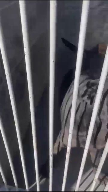Собака гибнет в приюте