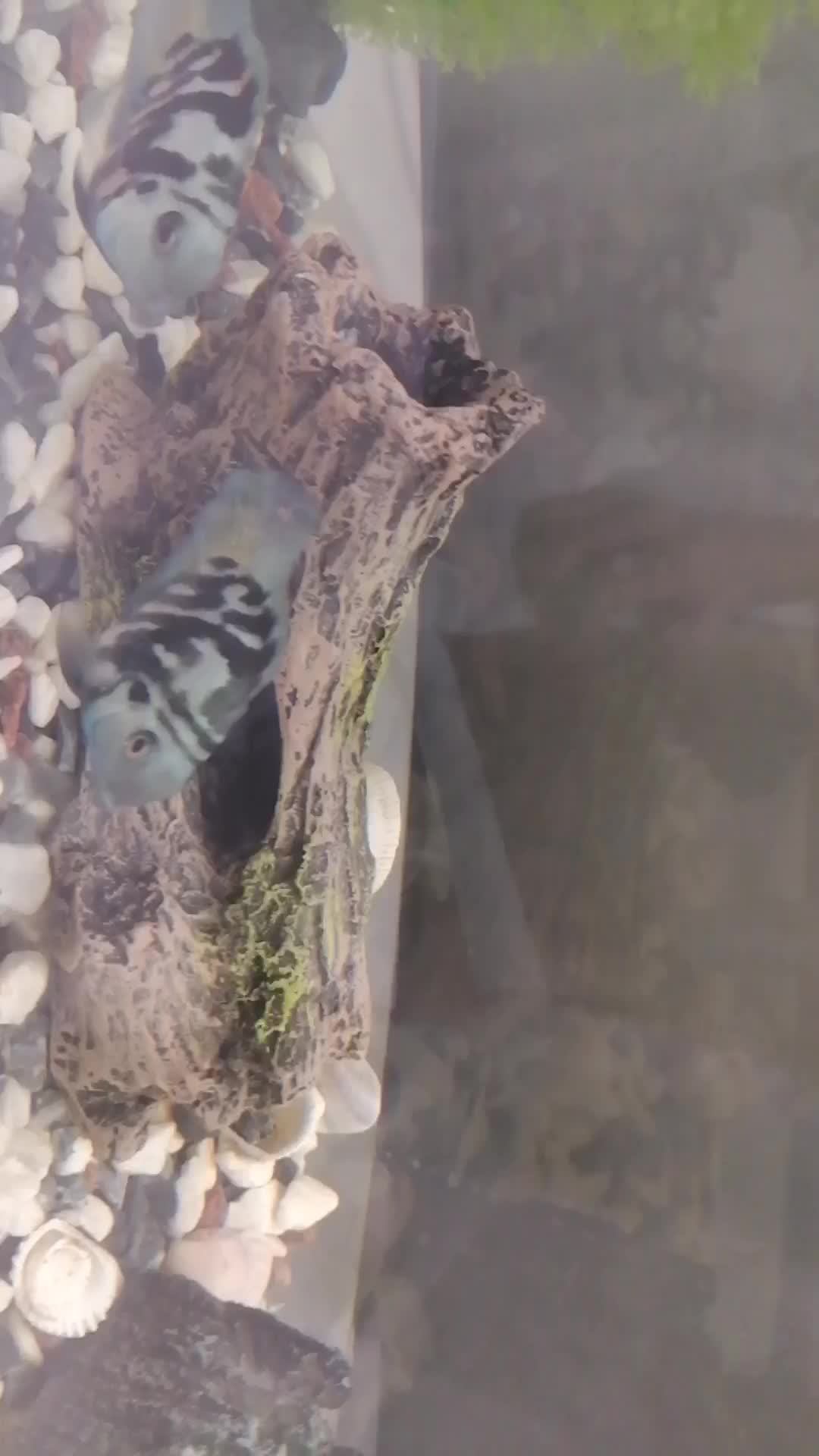 Смотрим рыбок