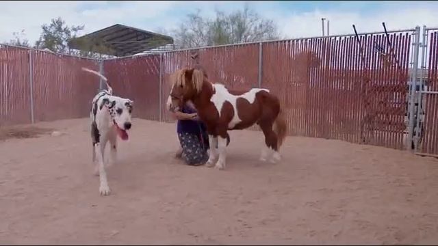 Notice me - Great Dane & Mini Horse