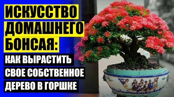 Вечнозеленые комнатные цветы ⚪ Кухонное дерево комнатный цветок