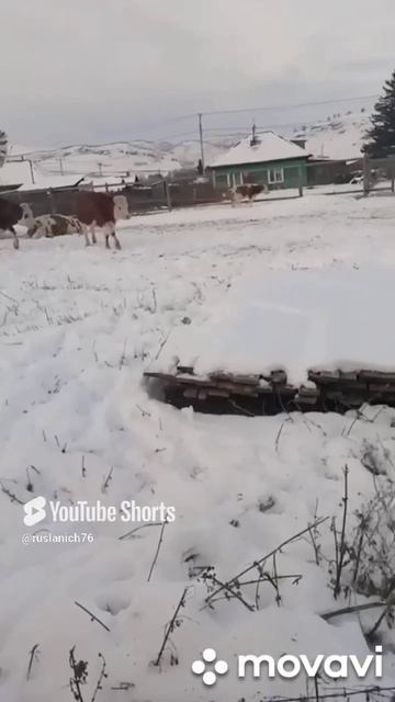 Убийство здоровых животных под прикрытием узелкового нодулярного дерматита.