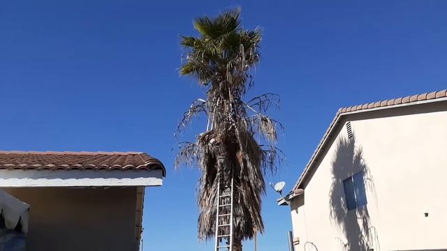 How to trim a palm tree