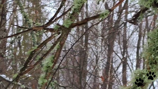 Мох на деревьях в зимнем Бузулукском бору
