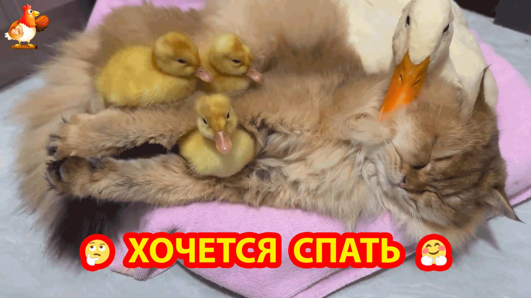 Кошка с утятами и уткой 😹 А кот отказался общаться ❣️🤗😂