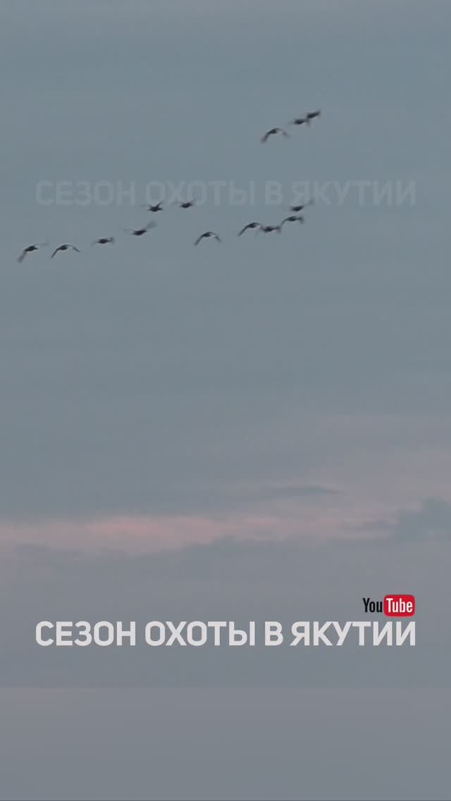 Налет турпанов, охота в Якутии, Мырыла #shorts #short #охота #hunting #охота на уток #shortshorts