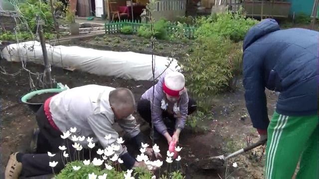 Посадка яблони.