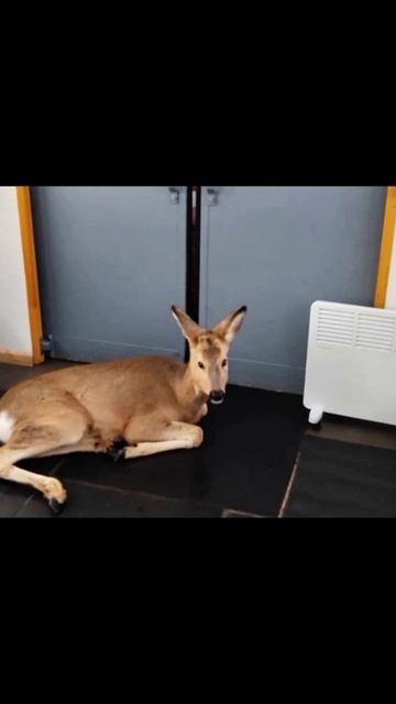 КОСУЛЯ ВОСПОЛЬЗОВАЛАСЬ ЭЛЕКТРИЧКОЙ  #новости #топ #россия #самара #вести #news