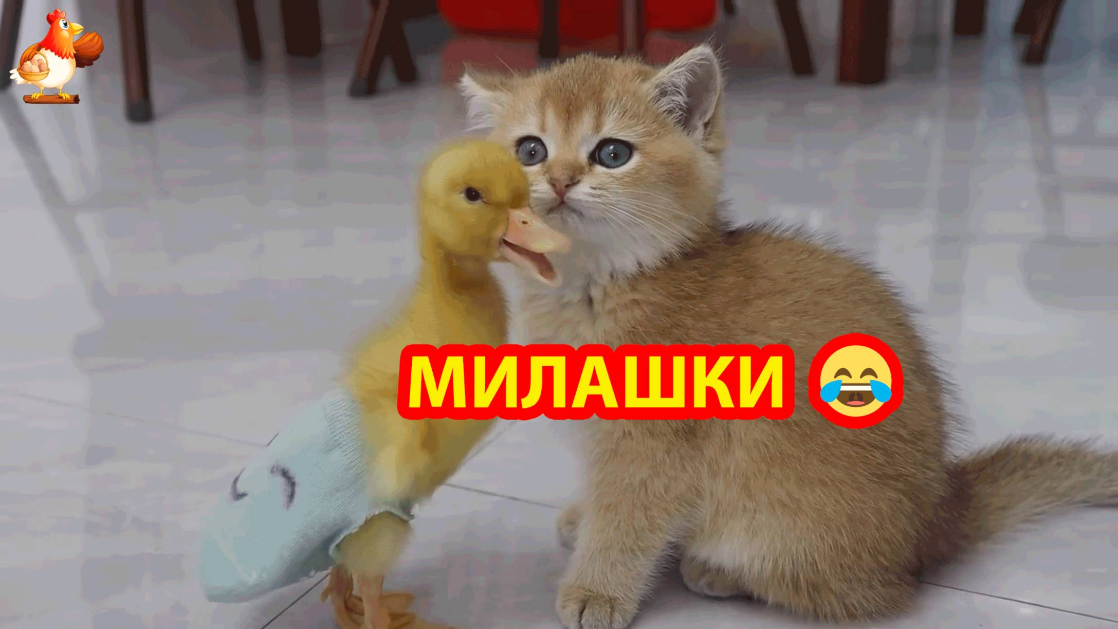 Котенок с Утенком потусили и уснули в обнимочку в плетеной корзинке 🧺🤗😂