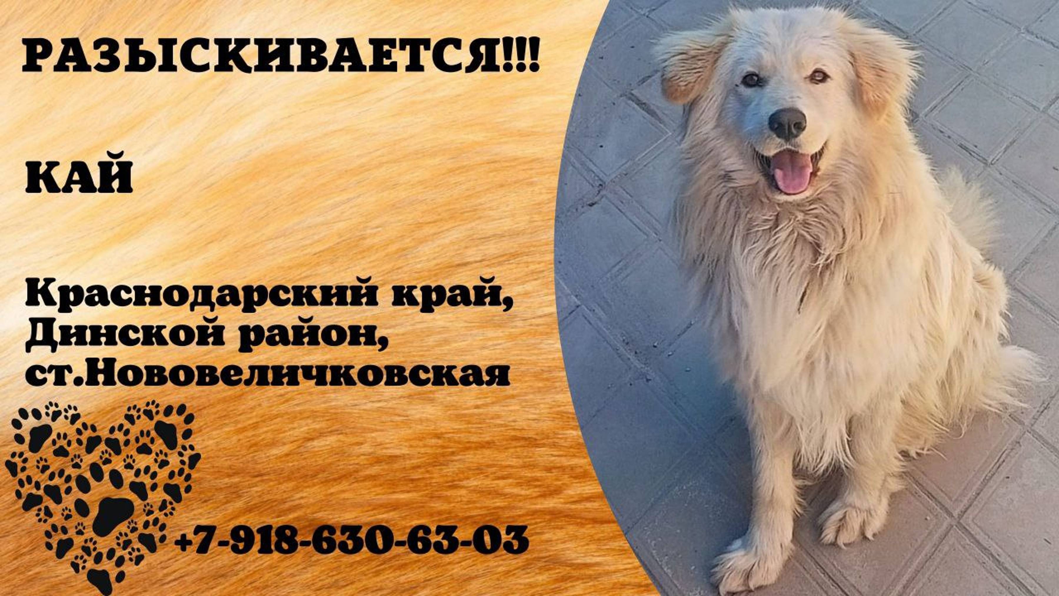 Пропала собака! КАЙ. Краснодарский край, Динской р-н, ст. Нововеличковская