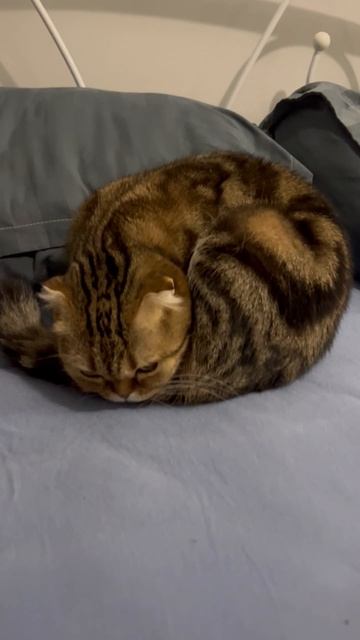 Шотландская вислоухая кошка 🐱 спит