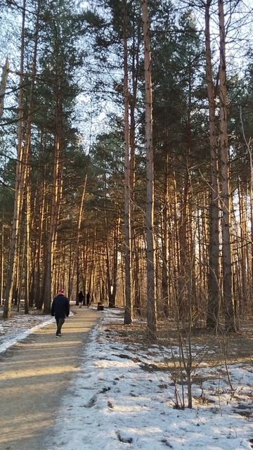 Серебрянный бор