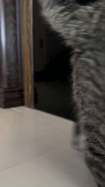 На дворе мороз: гулять не пускают.. Барс пометил цветок.