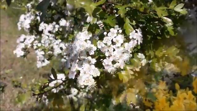 О, Господь, в молитве... # христианская песня