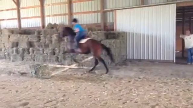 Sissy  4 yr old tbred filly