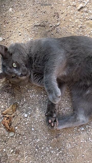 Красивый котик #земнойирий #никандровапустынь #псковскаяобласть #кот