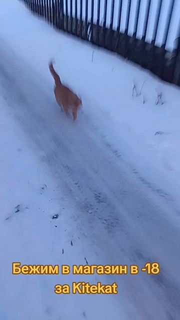 А можно я с тобой ...... 😺