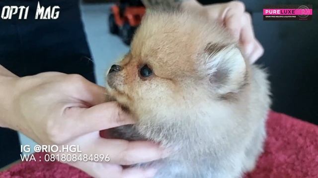 BUNTELAN BULU HARGA 50 JUTA - GEREBEK PETERNAKAN ANJING HIGHLANDER POMERANIAN