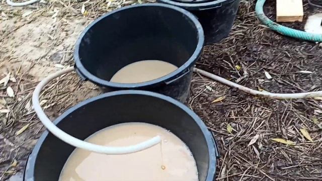 Абиссинка получается не везде. вода есть но мало .... Владимирская область