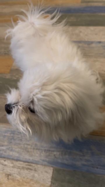 АСМР от Фури