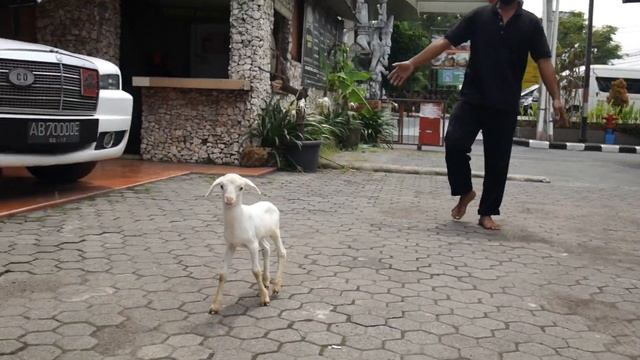 HUNTING BABY LAMB BERBURU DOMBA MINI - BEJO VAN WOLU - PASAR HEWAN PRAMBANAN