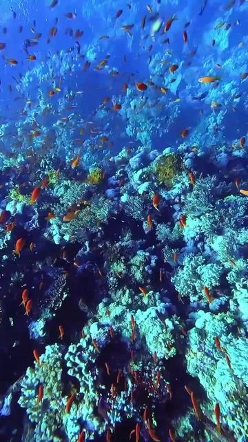 Куда полетим, мой друг? Я приглашаю на Красное море