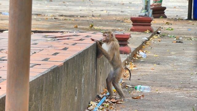 Ahh, Smart girl monkey MOKA runs s-car-ed forward to climb the wall slippery and almost falls down