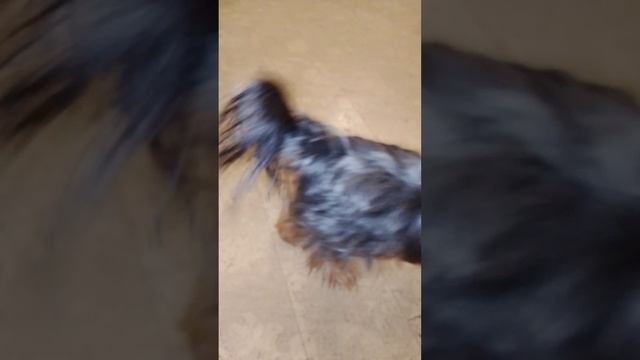 собака породы йëкширский терьер 🐶❤