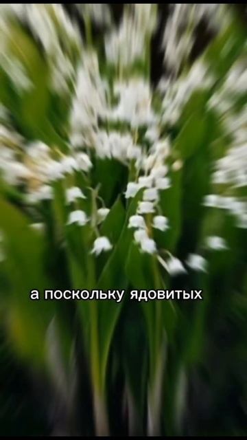 Опасность. Ядовитые растения ☠️.mp4