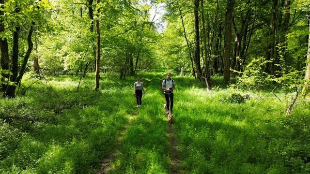 Drone en forêt plus POV 120 m DJI Mavic mini 3 pro 4k