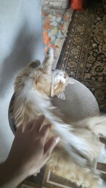 Когда домик мал (кошка выросла)