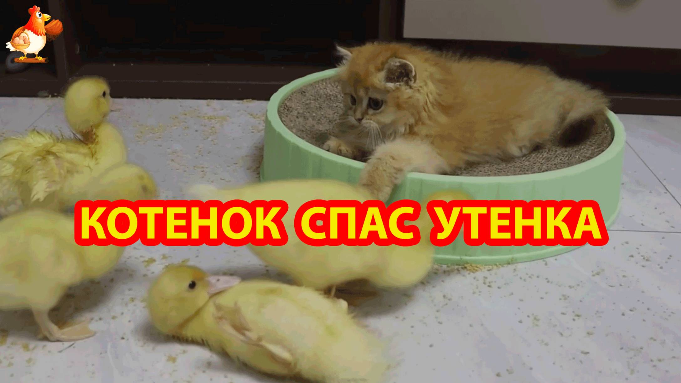 Котенок помог утенку встать на лапки ❣️🤗🥰