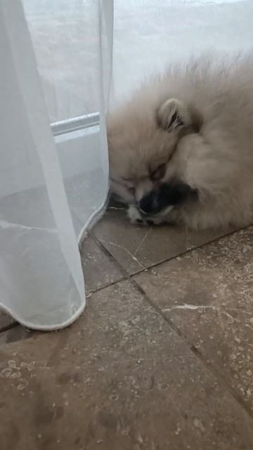 тихий час  #Sleep #cute#животные #собака #bog #Rest