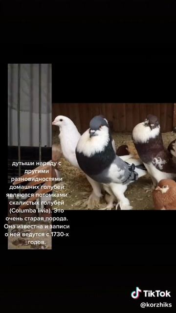 ee04c25365629ab2d628d01d5d58799c_1737564724453