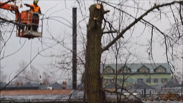 Вырубка деревьев бензопилами, с частичным завешиванием, арбористами