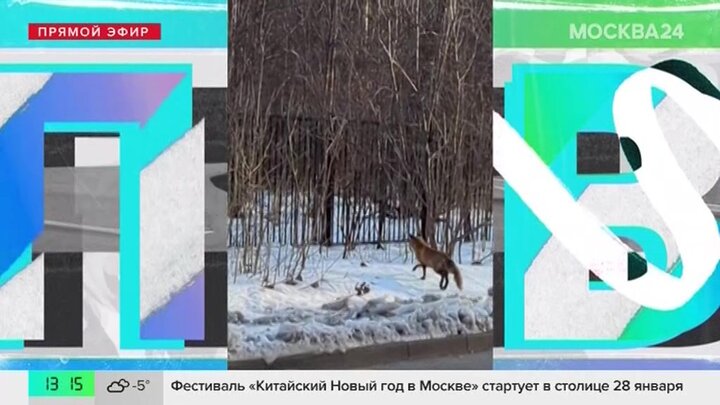 Москвичи показали кадры, на которых лиса перебежала дорогу в Сокольниках