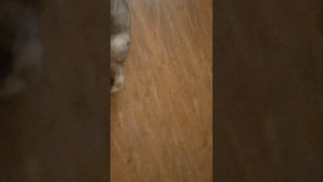 Кошка Плюша играет с лазером