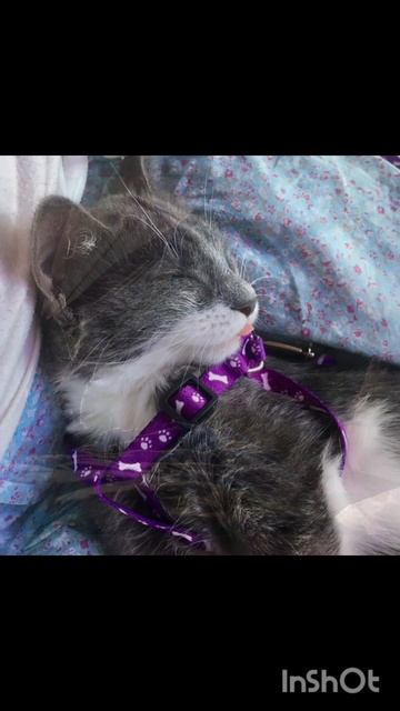 Всё о Радости 🐱❤
