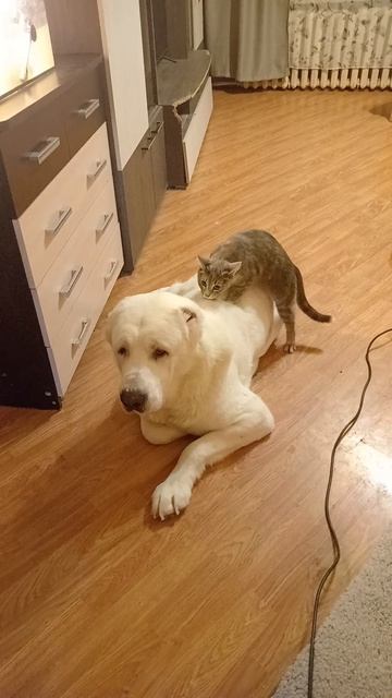 Кошка делает массаж алабаю!!!