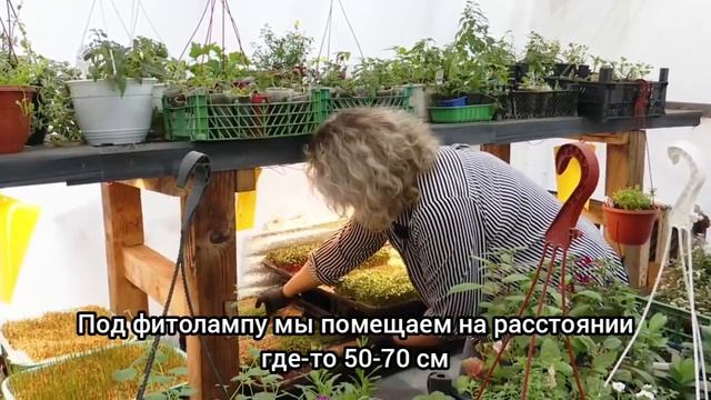 Как вырастить микрозелень