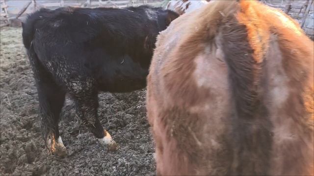 бык и тёлки