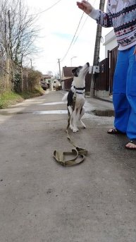 Щенок Йоко ищет дом