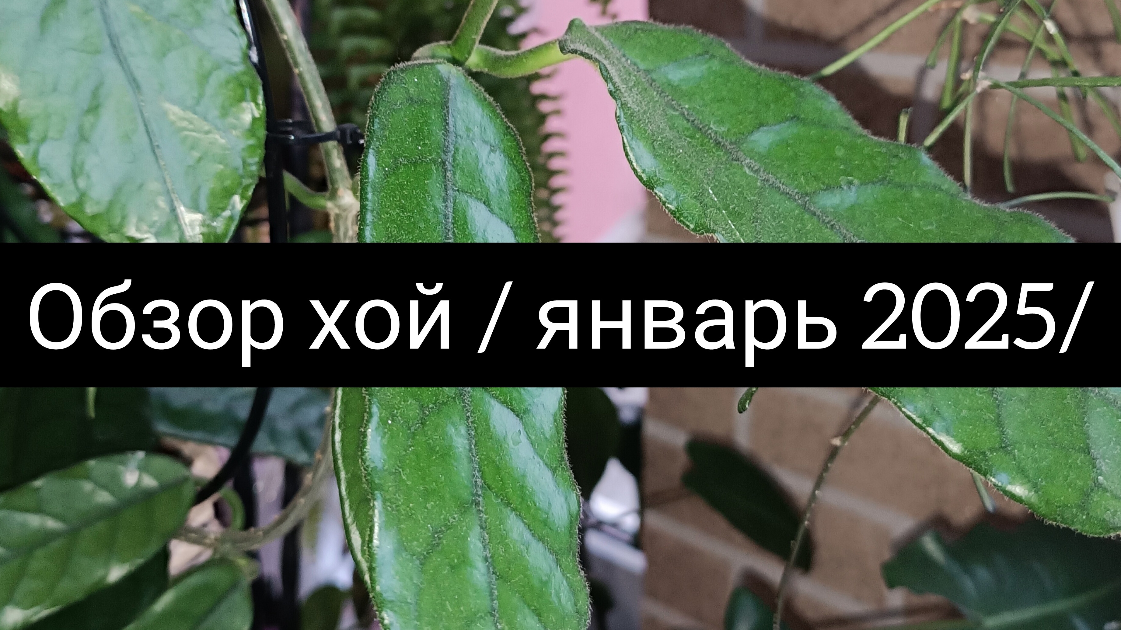 хойи /январь☘️🌺 2025