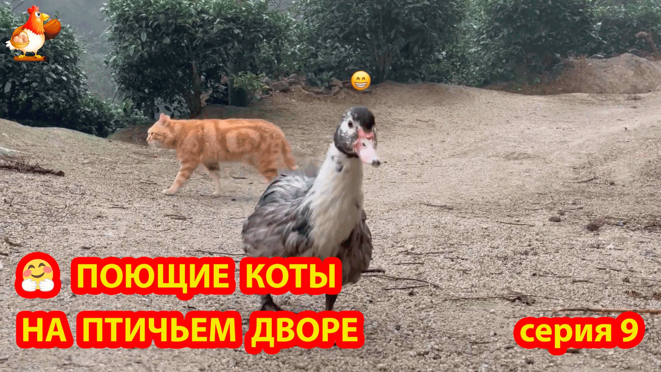 Крутые коты у птичьего двора серия 9 🐈🐈⬛😹 Природа Абхазии и подворье с птицами и животными ❣️