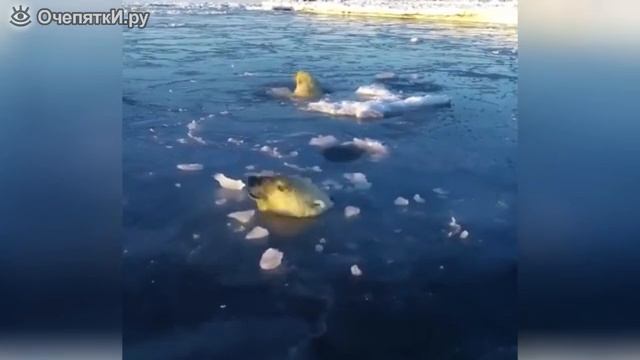 Загадочные и смешные питомцы