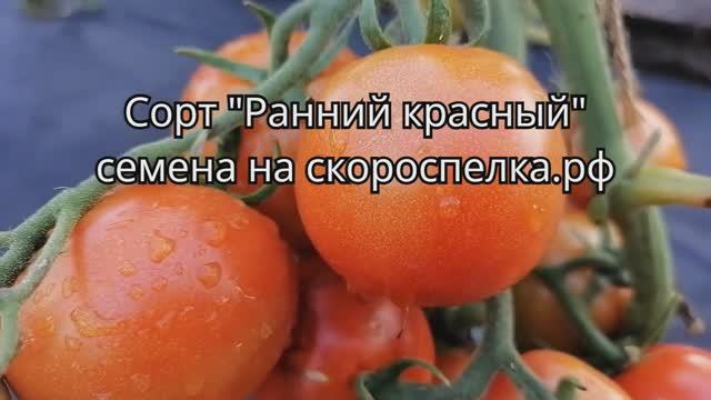 "Ранний красный" ультраскороспелый холодостойкий сорт надёжный Всегда будете с урожаем Семена у нас