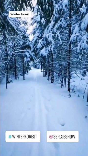 Прогулка 🚶 по зимнему лесу