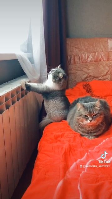 Мои 🐈⬛