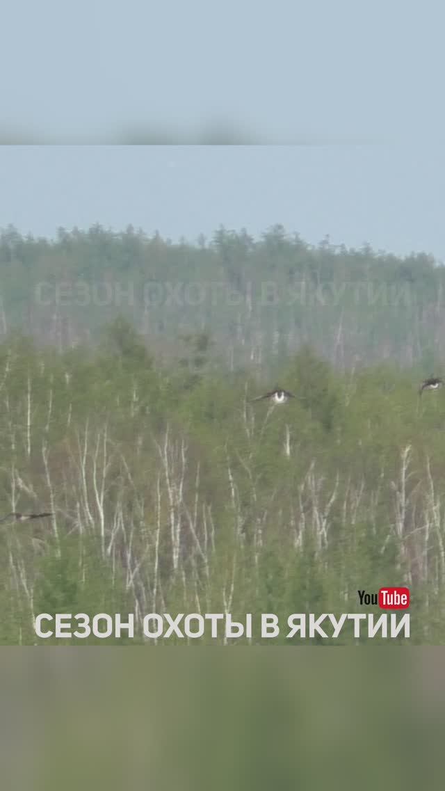 Три гуся. Охота на гуся #shorts #short #охота #hunting #goose #goosehunting